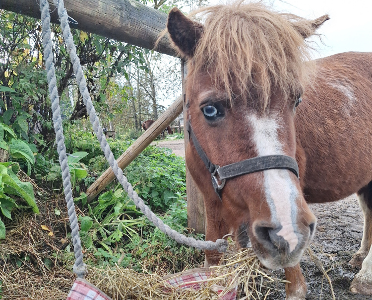 Ruskea poni syömässä heinää